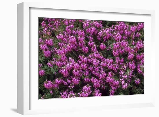 Heather 'Rosalie' Flowers-Adrian Thomas-Framed Photographic Print