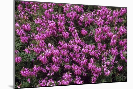 Heather 'Rosalie' Flowers-Adrian Thomas-Mounted Photographic Print