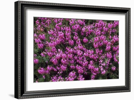 Heather 'Rosalie' Flowers-Adrian Thomas-Framed Photographic Print