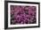 Heather 'Rosalie' Flowers-Adrian Thomas-Framed Photographic Print