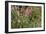 Heather, Scotland-Peter Thompson-Framed Photographic Print