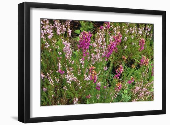 Heather, Scotland-Peter Thompson-Framed Photographic Print