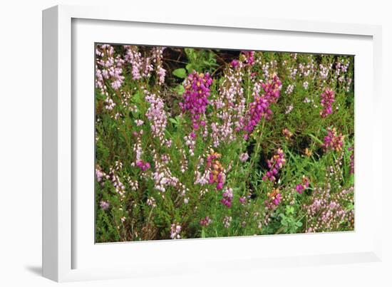 Heather, Scotland-Peter Thompson-Framed Photographic Print