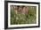 Heather, Scotland-Peter Thompson-Framed Photographic Print