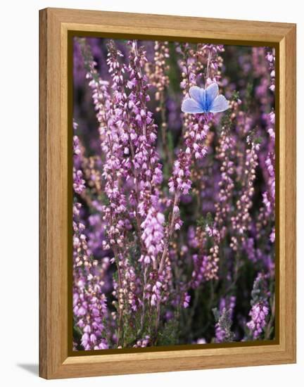 Heather with Butterfly, England-John Warburton-lee-Framed Premier Image Canvas