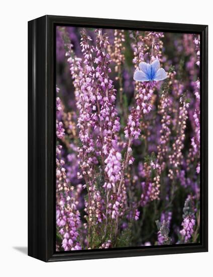 Heather with Butterfly, England-John Warburton-lee-Framed Premier Image Canvas