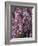 Heather with Butterfly, England-John Warburton-lee-Framed Photographic Print