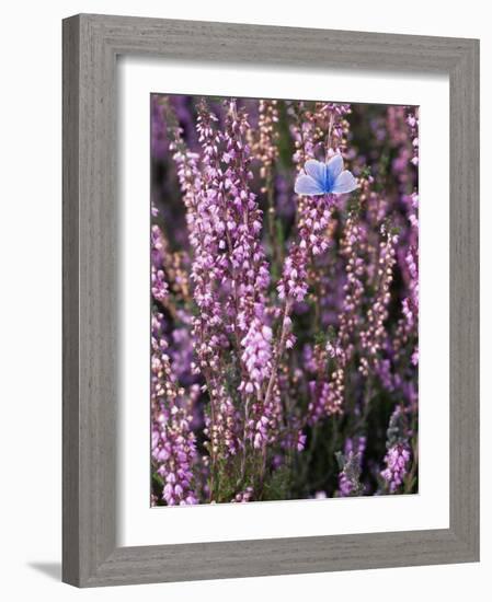 Heather with Butterfly, England-John Warburton-lee-Framed Photographic Print