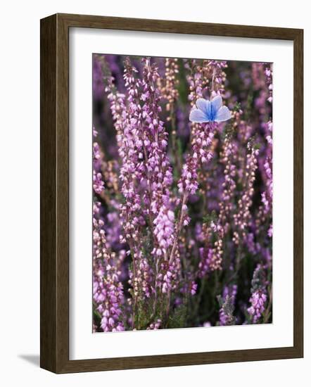 Heather with Butterfly, England-John Warburton-lee-Framed Photographic Print