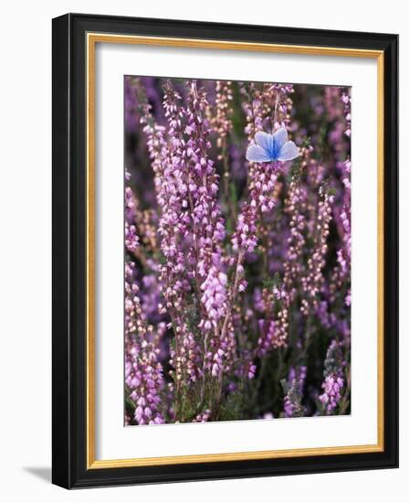 Heather with Butterfly, England-John Warburton-lee-Framed Photographic Print