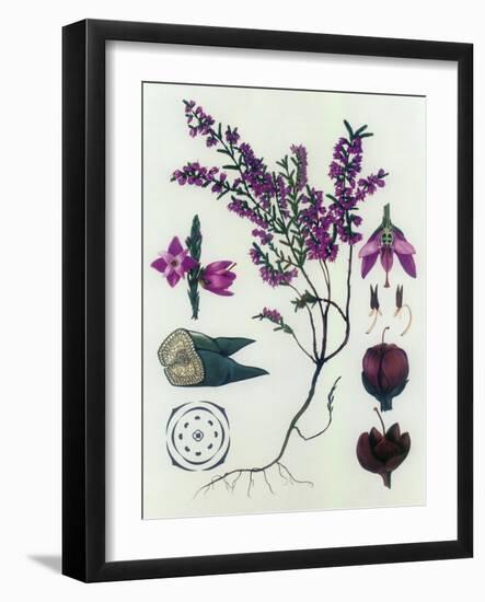 Heather-null-Framed Giclee Print