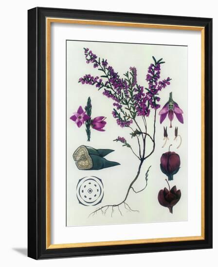 Heather-null-Framed Giclee Print