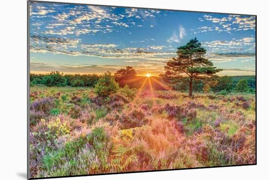 Heathland Sunset-Assaf Frank-Mounted Giclee Print