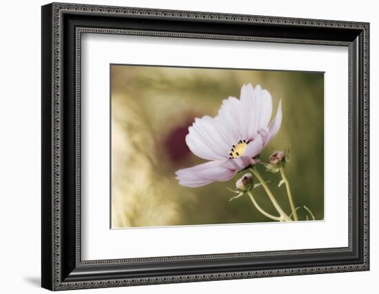 Heavenly Gaze-David Winston-Framed Giclee Print