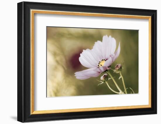 Heavenly Gaze-David Winston-Framed Giclee Print