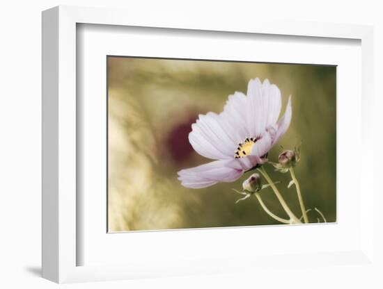 Heavenly Gaze-David Winston-Framed Giclee Print