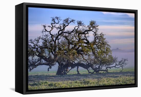 Heavenly Magical Oak and Mist Petaluma Northern California-Vincent James-Framed Premier Image Canvas