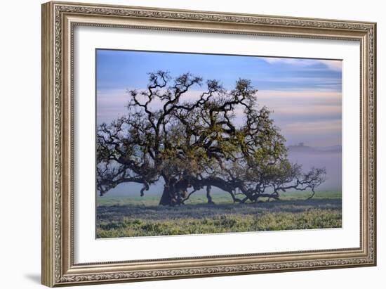 Heavenly Magical Oak and Mist Petaluma Northern California-Vincent James-Framed Photographic Print