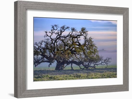 Heavenly Magical Oak and Mist Petaluma Northern California-Vincent James-Framed Photographic Print