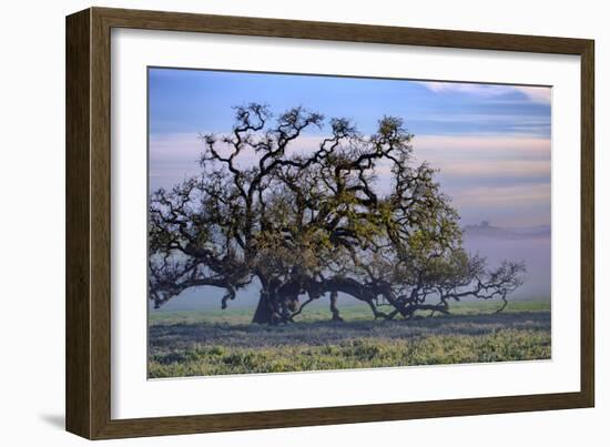 Heavenly Magical Oak and Mist Petaluma Northern California-Vincent James-Framed Photographic Print