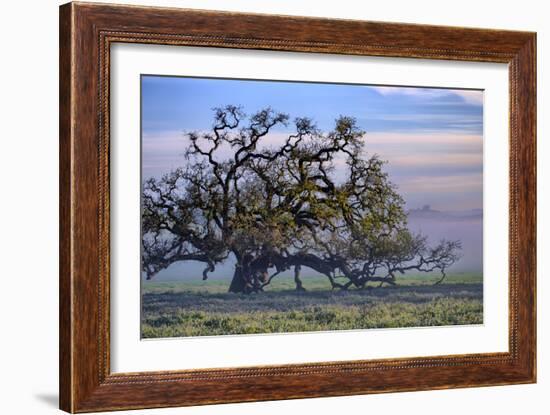 Heavenly Magical Oak and Mist Petaluma Northern California-Vincent James-Framed Photographic Print