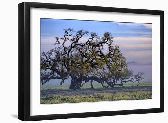 Heavenly Magical Oak and Mist Petaluma Northern California-Vincent James-Framed Photographic Print