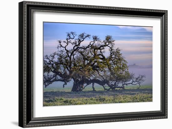 Heavenly Magical Oak and Mist Petaluma Northern California-Vincent James-Framed Photographic Print