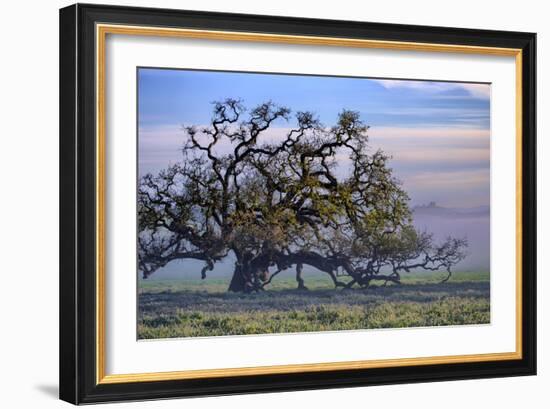 Heavenly Magical Oak and Mist Petaluma Northern California-Vincent James-Framed Photographic Print