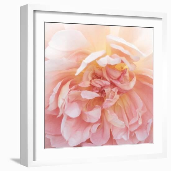 Heavenly Rose-Rebecca Swanson-Framed Photographic Print
