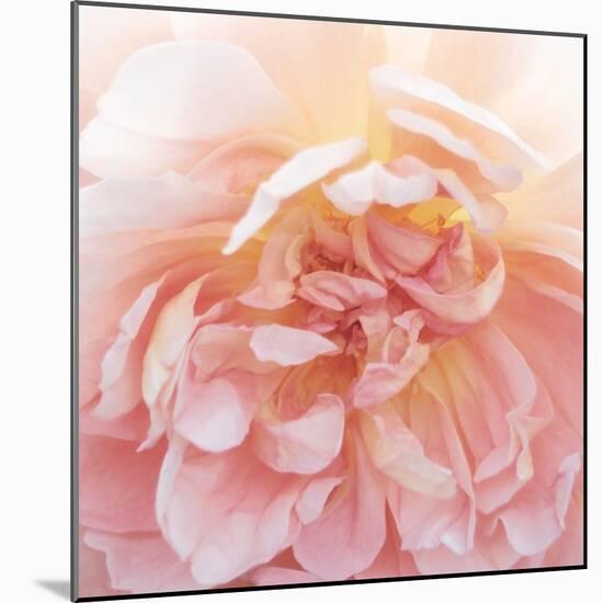 Heavenly Rose-Rebecca Swanson-Mounted Photographic Print