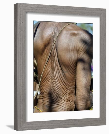 Heavily Wrinkled Skin of Very Old Hunter-Gatherer, Part of San People, Often Referred to as Bushmen-Nigel Pavitt-Framed Photographic Print