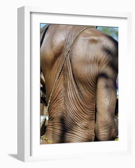 Heavily Wrinkled Skin of Very Old Hunter-Gatherer, Part of San People, Often Referred to as Bushmen-Nigel Pavitt-Framed Photographic Print