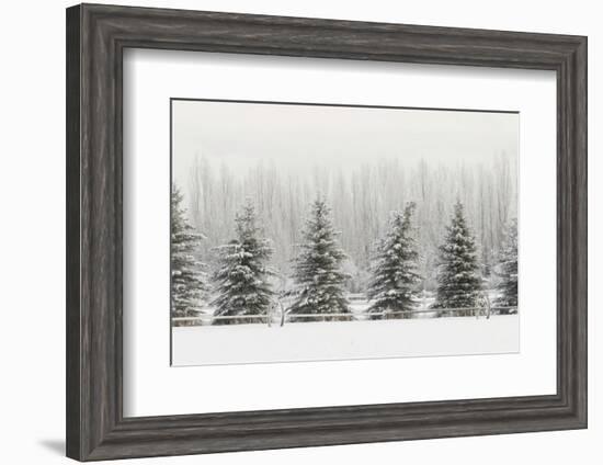 Heavy frost on trees, Kalispell, Montana-Adam Jones-Framed Photographic Print