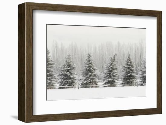 Heavy frost on trees, Kalispell, Montana-Adam Jones-Framed Photographic Print