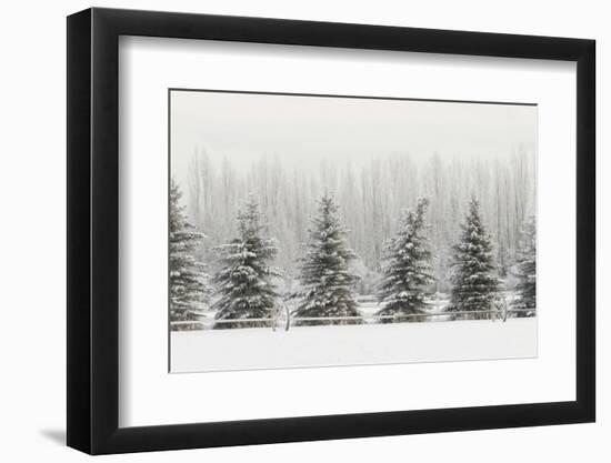 Heavy frost on trees, Kalispell, Montana-Adam Jones-Framed Photographic Print