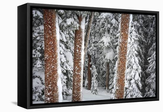 Heavy Snow Clings To The Trees Of The Forest In Vail Colorado-Jay Goodrich-Framed Premier Image Canvas