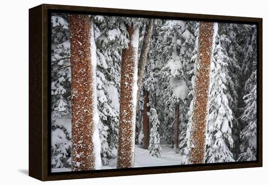 Heavy Snow Clings To The Trees Of The Forest In Vail Colorado-Jay Goodrich-Framed Premier Image Canvas