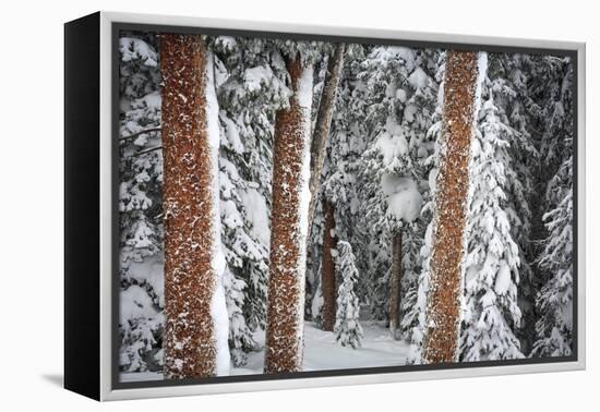 Heavy Snow Clings To The Trees Of The Forest In Vail Colorado-Jay Goodrich-Framed Premier Image Canvas