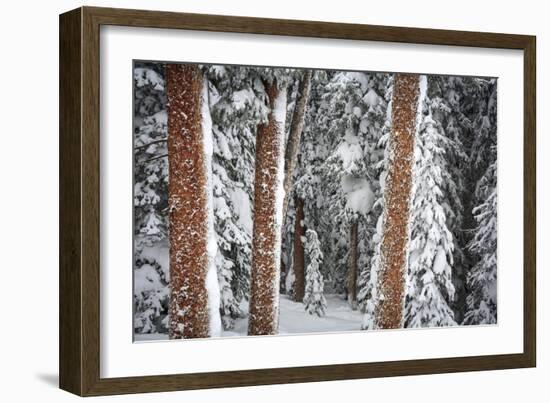 Heavy Snow Clings To The Trees Of The Forest In Vail Colorado-Jay Goodrich-Framed Photographic Print