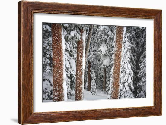 Heavy Snow Clings To The Trees Of The Forest In Vail Colorado-Jay Goodrich-Framed Photographic Print