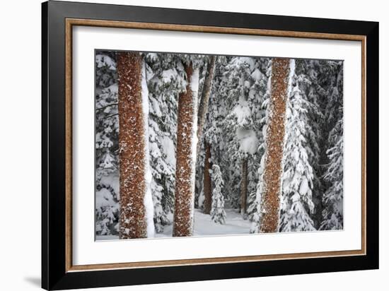 Heavy Snow Clings To The Trees Of The Forest In Vail Colorado-Jay Goodrich-Framed Photographic Print