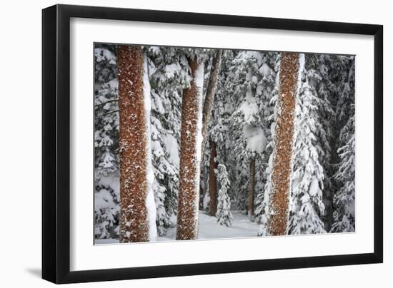 Heavy Snow Clings To The Trees Of The Forest In Vail Colorado-Jay Goodrich-Framed Photographic Print