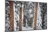 Heavy Snow Clings To The Trees Of The Forest In Vail Colorado-Jay Goodrich-Mounted Photographic Print