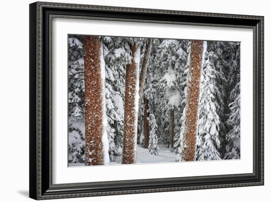 Heavy Snow Clings To The Trees Of The Forest In Vail Colorado-Jay Goodrich-Framed Photographic Print