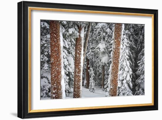 Heavy Snow Clings To The Trees Of The Forest In Vail Colorado-Jay Goodrich-Framed Photographic Print