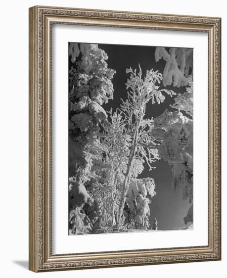 Heavy Snow Fall on Trees at Mt. Tremblant-Alfred Eisenstaedt-Framed Photographic Print