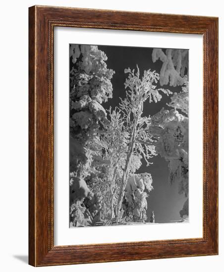 Heavy Snow Fall on Trees at Mt. Tremblant-Alfred Eisenstaedt-Framed Photographic Print