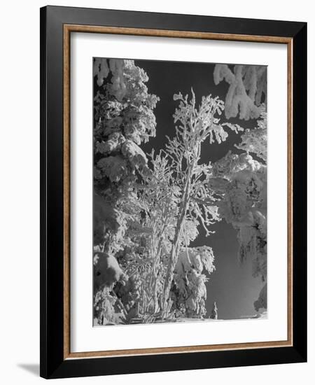 Heavy Snow Fall on Trees at Mt. Tremblant-Alfred Eisenstaedt-Framed Photographic Print