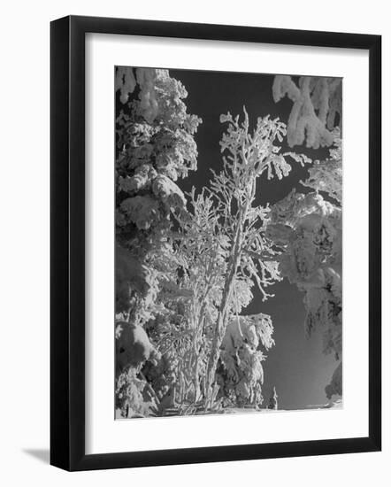 Heavy Snow Fall on Trees at Mt. Tremblant-Alfred Eisenstaedt-Framed Photographic Print