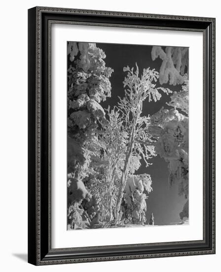 Heavy Snow Fall on Trees at Mt. Tremblant-Alfred Eisenstaedt-Framed Photographic Print